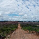 Lokasi lahan eks Tansmigrasi UPT 12 Nanga Suhaid yang terletak di Desa Karya Maju Kecamatan Boyan Tanjung Kabupaten Kapuas Hulu yang sudah digarap PT CAE