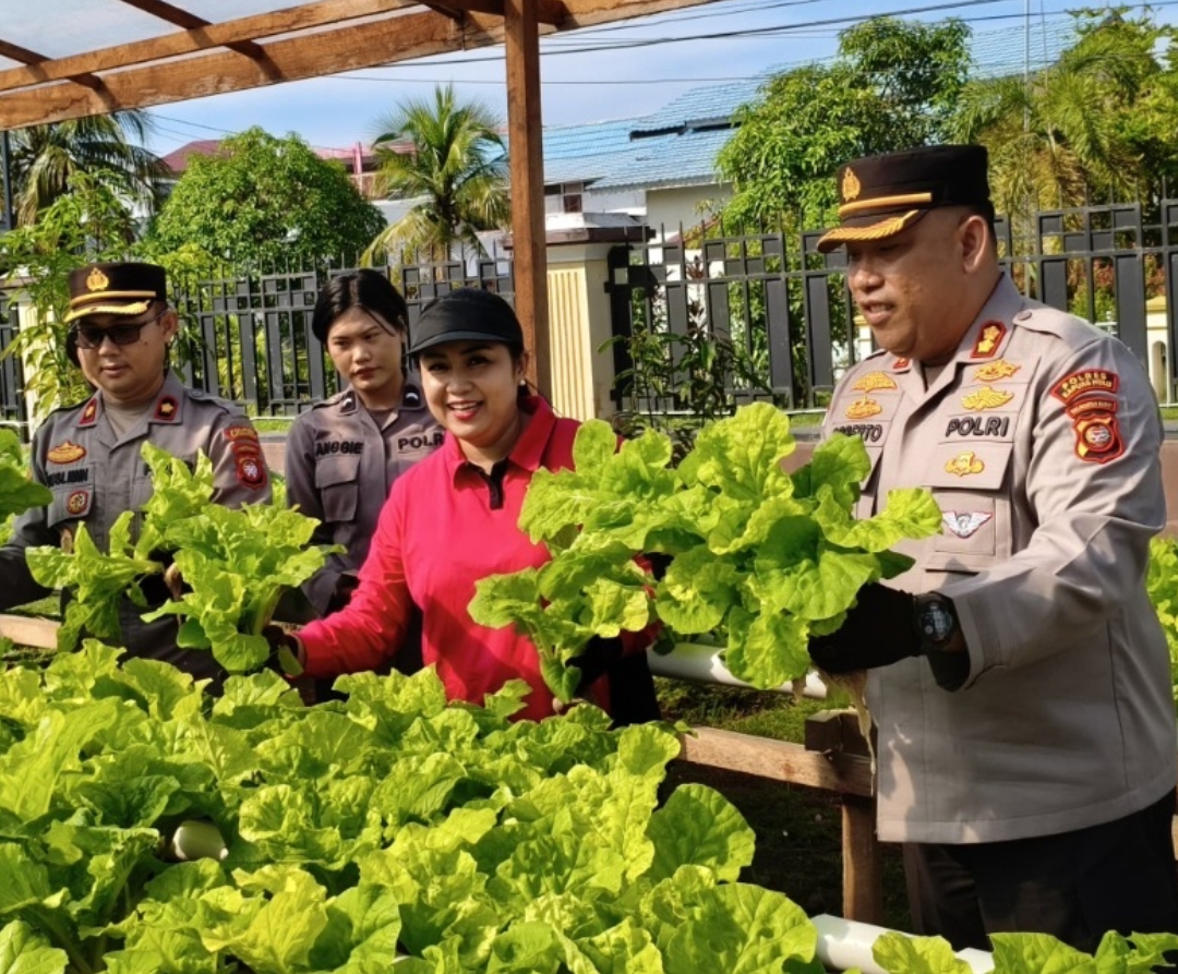 Kapolres Kapuas Hulu AKBP Roberto Aprianto Uda saat panen sayuran hidroponik