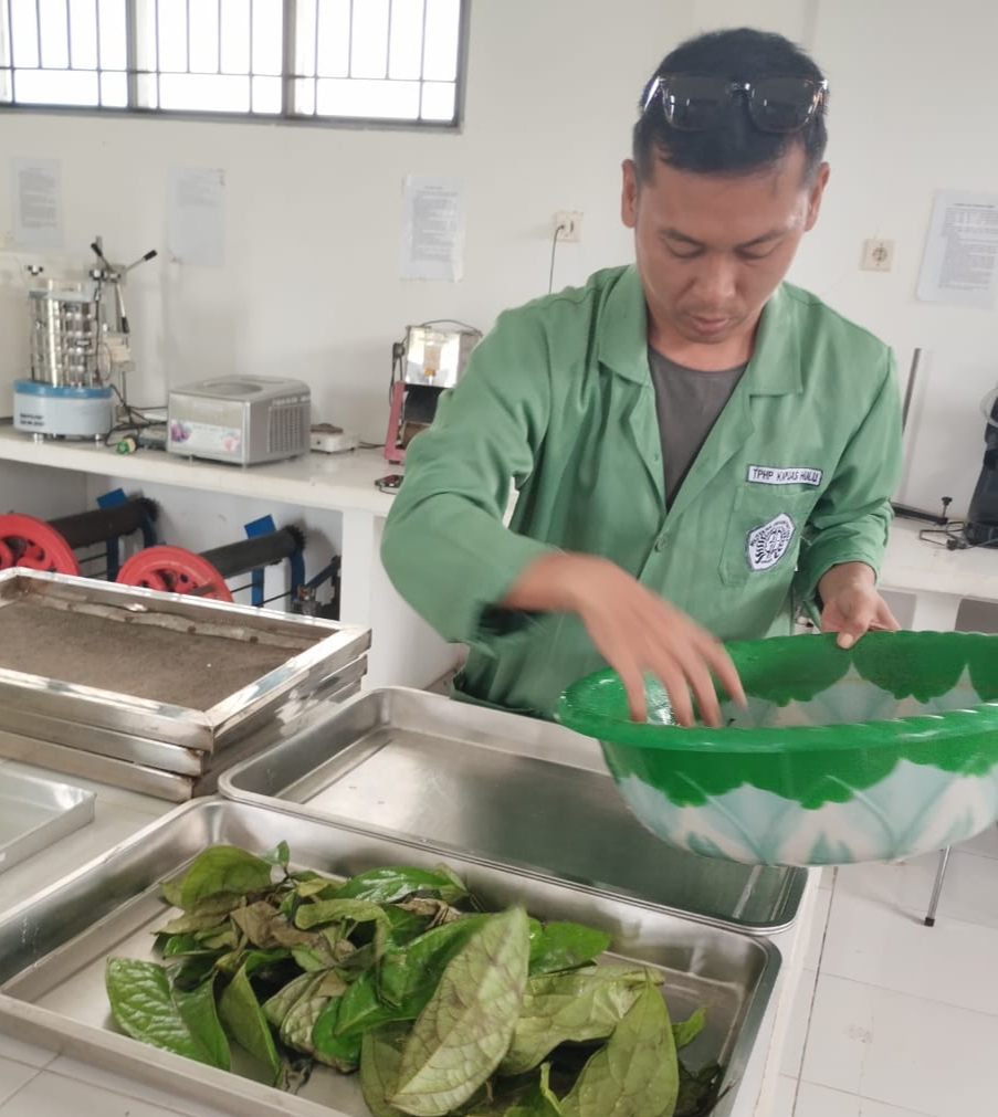Proses pengeringan daun Sengkubak