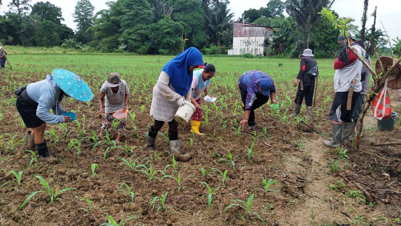 Polsek Embaloh Hulu Polres Kapuas Hulu melaksanakan kegiatan pemupukan perdana jagung lahan lokasi Demplot dalam rangka mendukung Ketahanan Pangan Nasional 