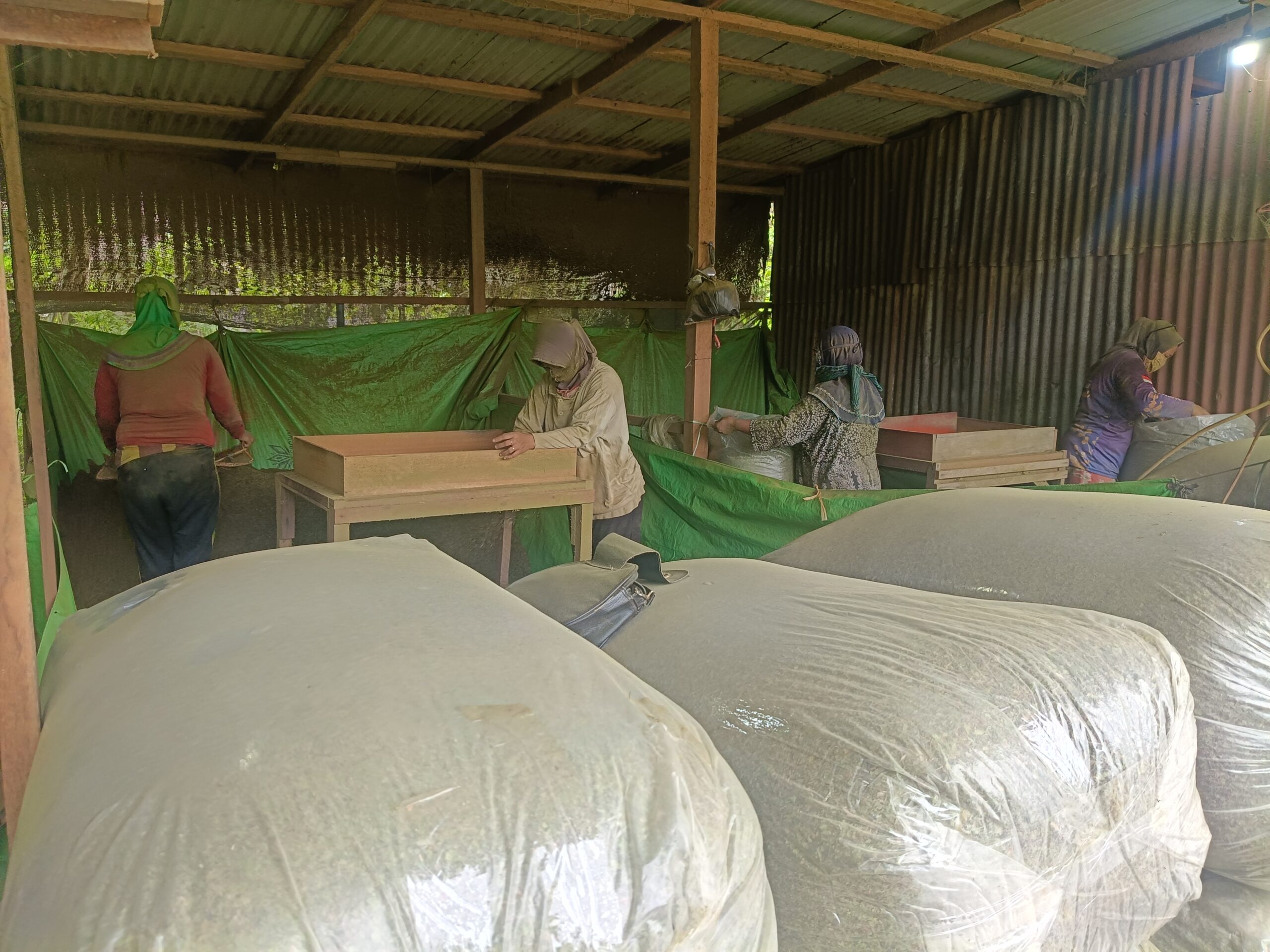 Masyarakat Kapuas Hulu saat ini sudah banyak beralih pekerjaan menjadi pengelola Kratom
